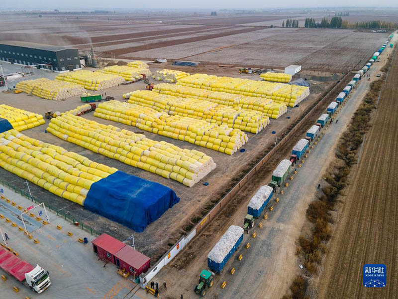 Шыңжаңның мақтасын жинау, сатып алу қарбаластығы басталды