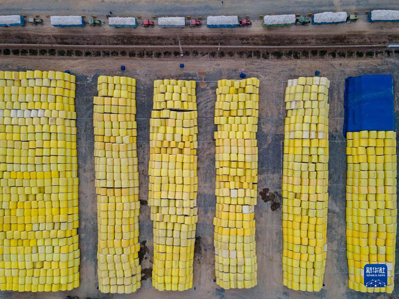 Шыңжаңның Сауан қаласындағы мақта диқандары мақта сатып алатын зауыттың алдында кезекке тұр