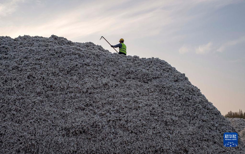 Шыңжаңның мақтасын жинау, сатып алу қарбаластығы басталды