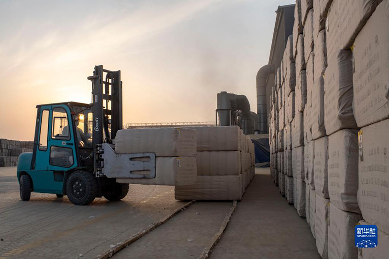 Шыңжаңның мақтасын жинау, сатып алу қарбаластығы басталды