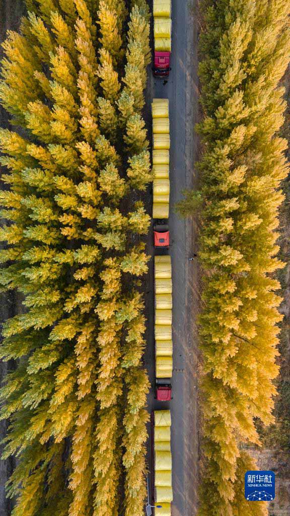 Шыңжаңның мақтасын жинау, сатып алу қарбаластығы басталды