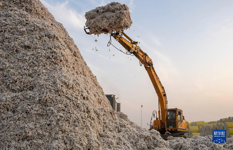 Шыңжаңның мақтасын жинау, сатып алу қарбаластығы басталды