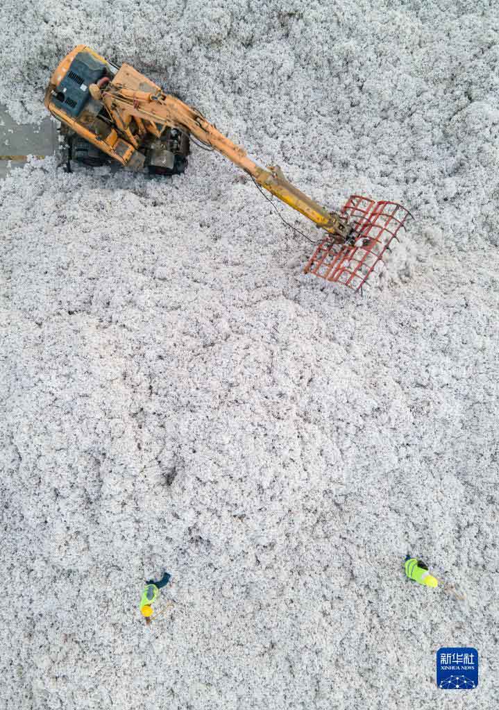 Шыңжаңның мақтасын жинау, сатып алу қарбаластығы басталды