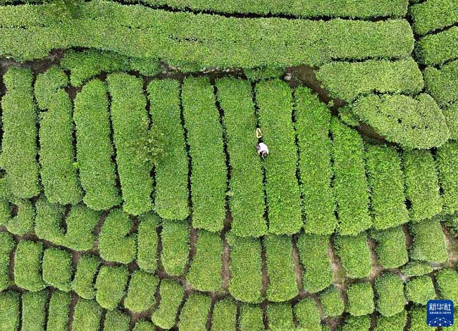 Жаздағы жиын-терім