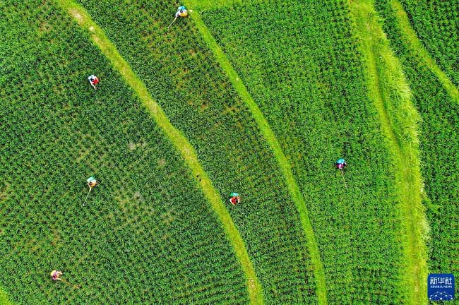 Жаздағы жиын-терім