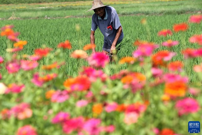 Жаздағы жиын-терім