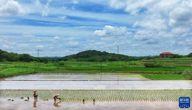 Жаздағы жиын-терім
