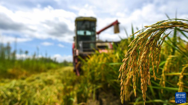 Жаздағы жиын-терім
