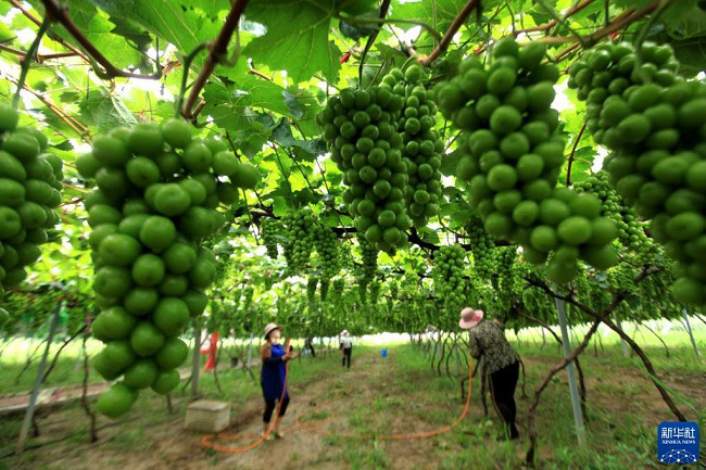 Жаздағы жиын-терім