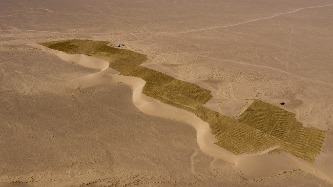 Ақсай Қазақ автономиялық ауданындағылар үстірттегі құмды тізгіндеумен әбігер