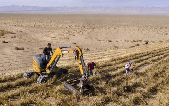 Ақсай Қазақ автономиялық ауданындағылар үстірттегі құмды тізгіндеумен әбігер