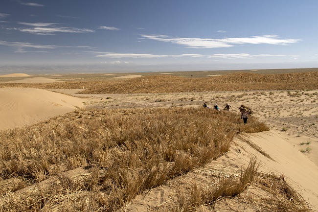 Ақсай Қазақ автономиялық ауданындағылар үстірттегі құмды тізгіндеумен әбігер