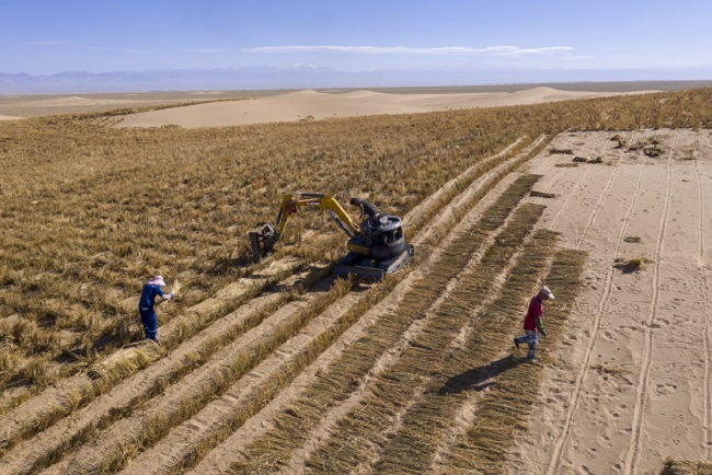 Ақсай Қазақ автономиялық ауданындағылар үстірттегі құмды тізгіндеумен әбігер