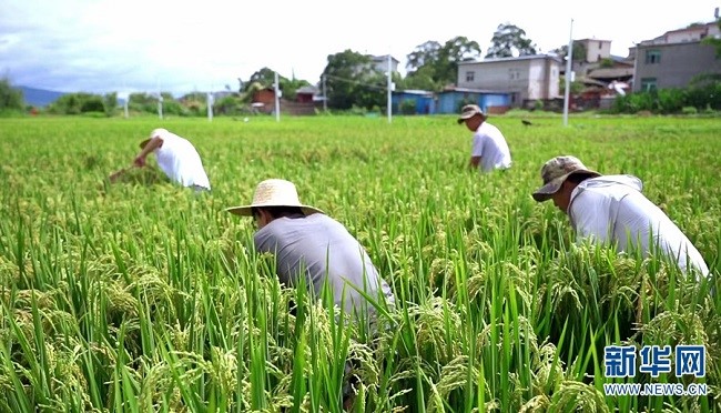 Күріші дәмді, балығы семіз！Юньнань Аньниннің «күріш гүлі балығынан» мол өнім алынды