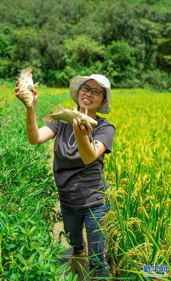 Күріші дәмді, балығы семіз！Юньнань Аньниннің «күріш гүлі балығынан» мол өнім алынды