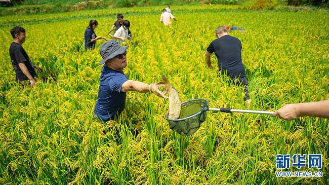 Күріші дәмді, балығы семіз！Юньнань Аньниннің «күріш гүлі балығынан» мол өнім алынды