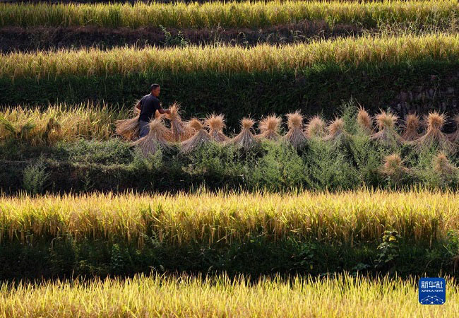 Күзгі жиын-терін