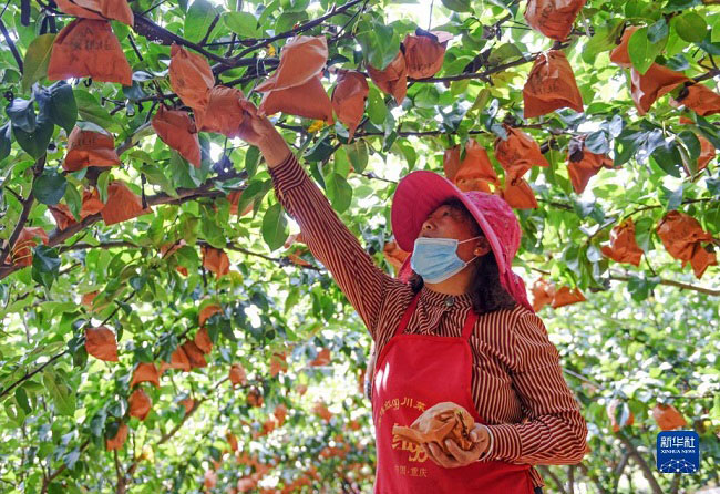 Күзгі жиын-терін