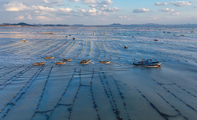 Шаньдон Рончен: Теңіздегі таңғы қарбалас