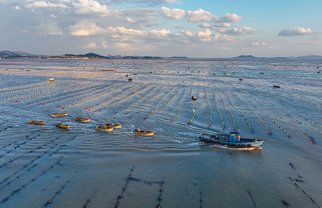 Шаньдон Рончен: Теңіздегі таңғы қарбалас