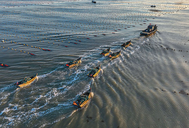 Шаньдон Рончен: Теңіздегі таңғы қарбалас