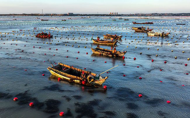 Шаньдон Рончен: Теңіздегі таңғы қарбалас