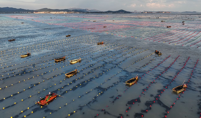 Шаньдон Рончен: Теңіздегі таңғы қарбалас