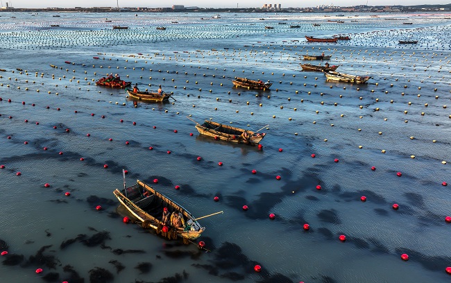 Шаньдон Рончен: Теңіздегі таңғы қарбалас