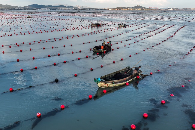 Шаньдон Рончен: Теңіздегі таңғы қарбалас