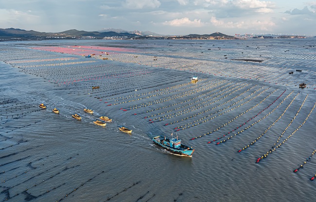 Шаньдон Рончен: Теңіздегі таңғы қарбалас