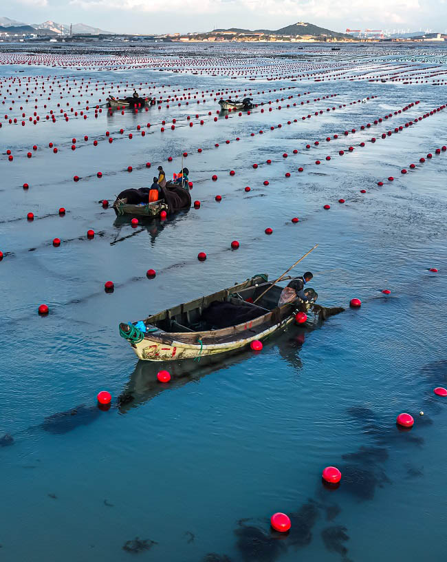 Шаньдон Рончен: Теңіздегі таңғы қарбалас
