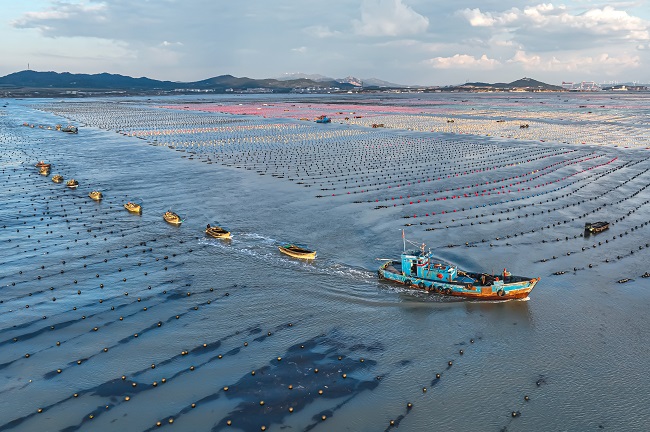 Шаньдон Рончен: Теңіздегі таңғы қарбалас