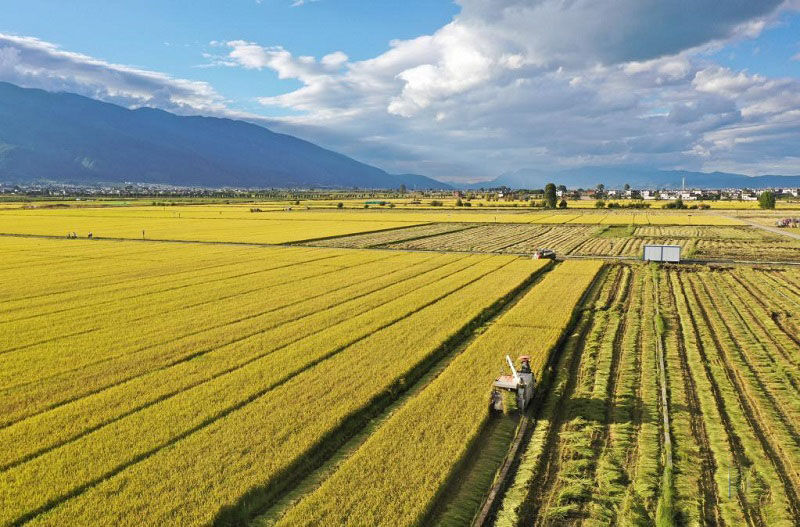 Алтын күздегі атызымыздағы мол өнім