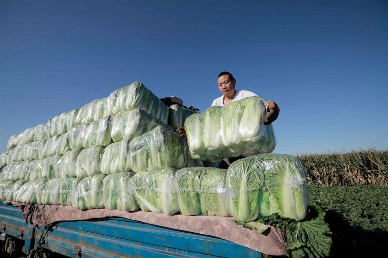Алтын күздегі атызымыздағы мол өнім