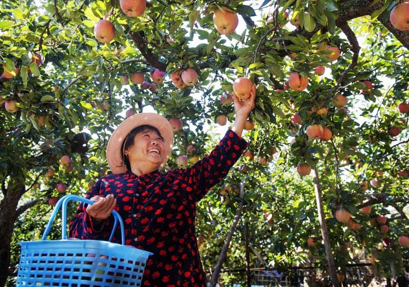 Алтын күздегі атызымыздағы мол өнім