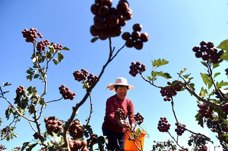 Алтын күздегі атызымыздағы мол өнім