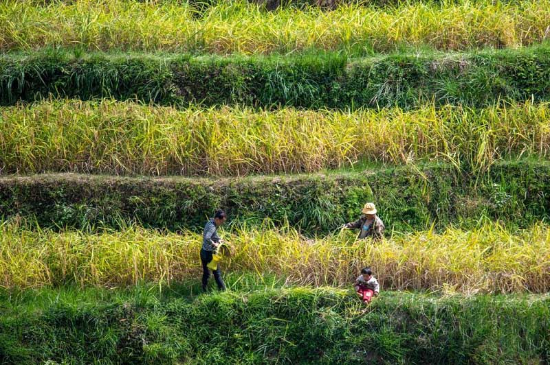 Алтын күздегі атызымыздағы мол өнім