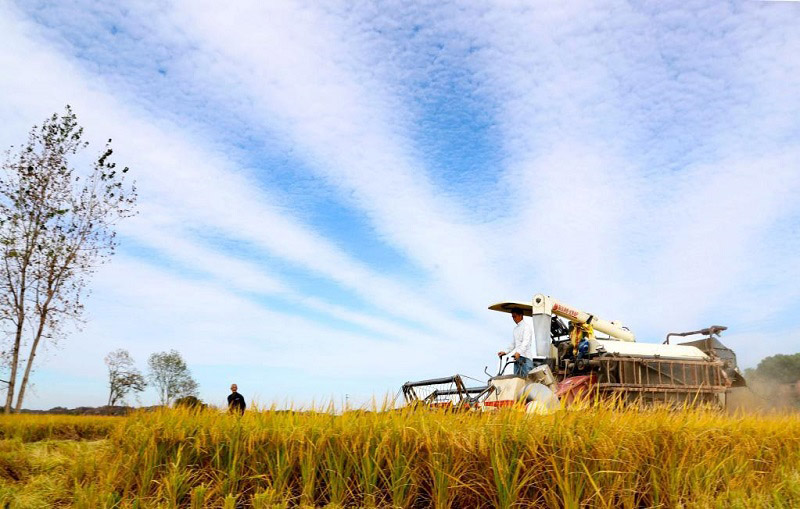 Алтын күздегі атызымыздағы мол өнім