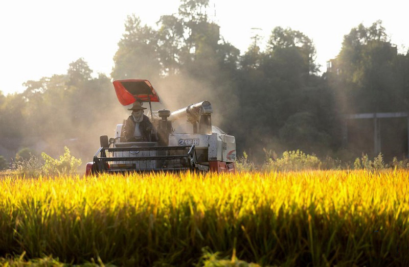 Алтын күздегі атызымыздағы мол өнім