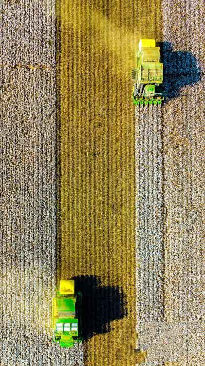 Шыңжаңның Қарамай қаласы мақта жинаудың ең қауырт мезгіліне өтті