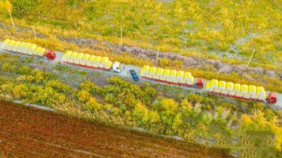 Шыңжаңның Қарамай қаласы мақта жинаудың ең қауырт мезгіліне өтті