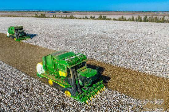 Шыңжаңның Қарамай қаласы мақта жинаудың ең қауырт мезгіліне өтті