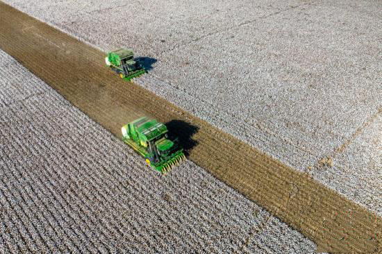 Шыңжаңның Қарамай қаласы мақта жинаудың ең қауырт мезгіліне өтті