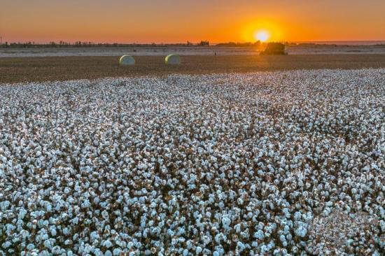 Шыңжаңның Қарамай қаласы мақта жинаудың ең қауырт мезгіліне өтті