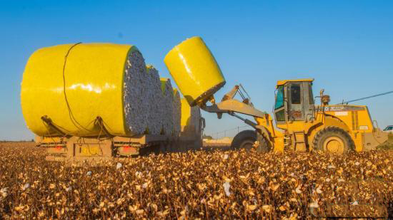 Шыңжаңның Қарамай қаласы мақта жинаудың ең қауырт мезгіліне өтті