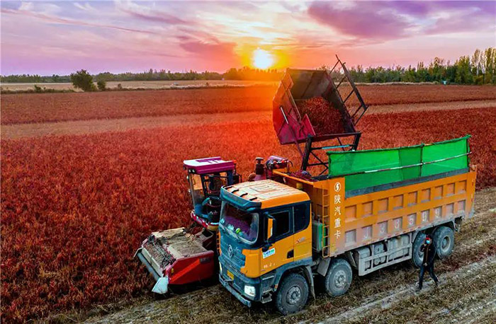 Қарамайда 113 гектар жердегі қызыл бұрыш атызынан мол өнім алынды