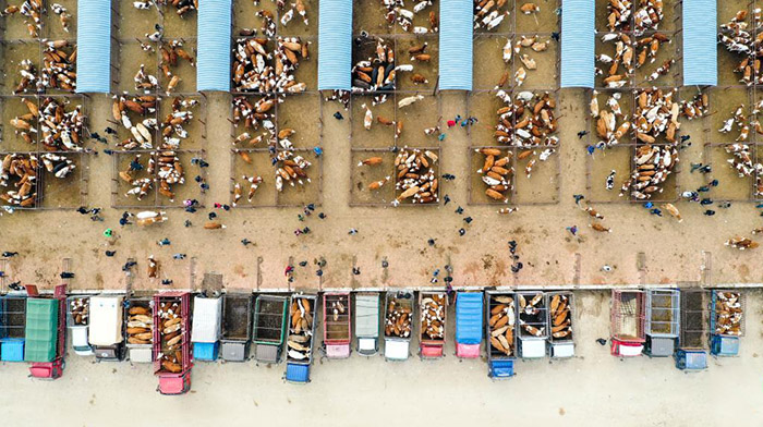 Ішкі Моңғұлдың Тунляо аймағындағы қарқынды дамыған сиыр базары