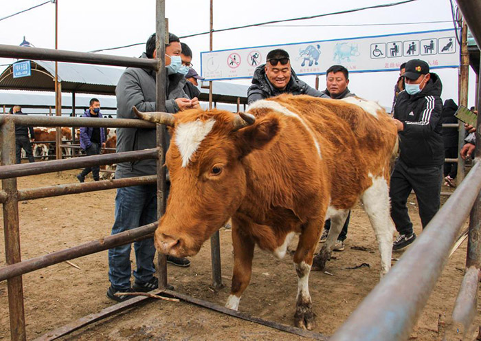 Ішкі Моңғұлдың Тунляо аймағындағы қарқынды дамыған сиыр базары