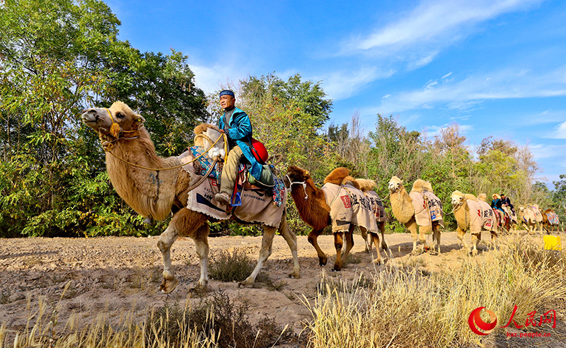 Ганьсудың Гаотай ауданына Жібек жолын бойлаған түйе керуені келді
