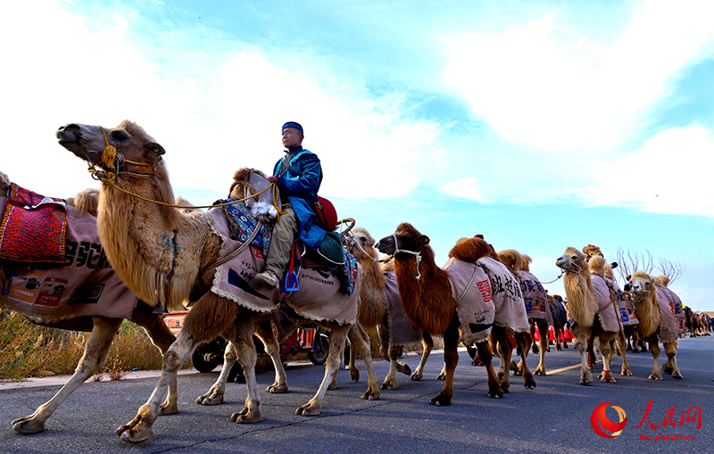 Ганьсудың Гаотай ауданына Жібек жолын бойлаған түйе керуені келді